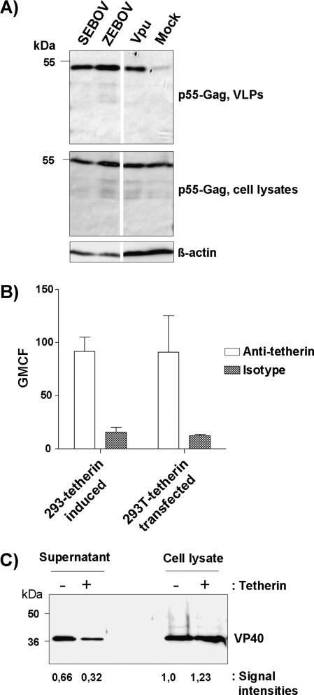 https://cdn.ncbi.nlm.nih.gov/pmc/blobs/4e8a/3189996/7f8c41125baf/infdisjir378f02_ht.jpg