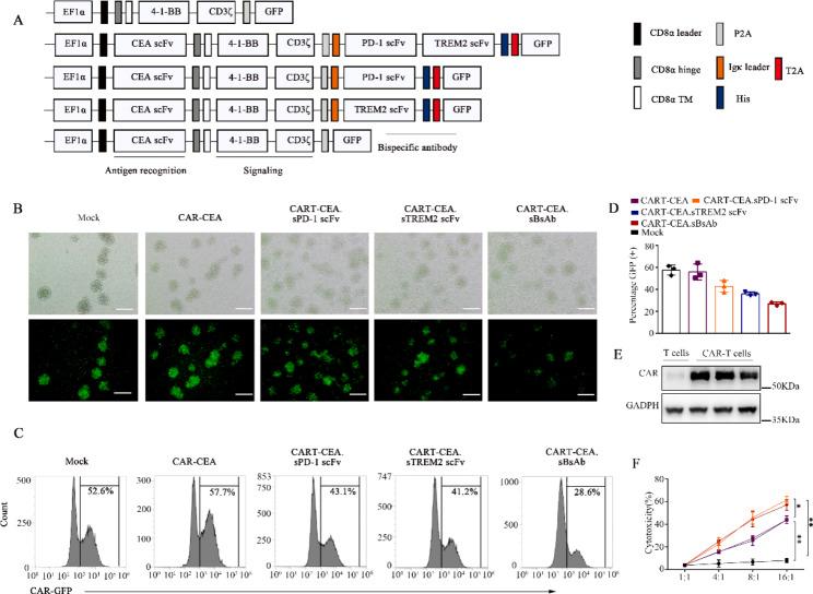 https://cdn.ncbi.nlm.nih.gov/pmc/blobs/4e91/10413520/53e47a764242/12943_2023_1830_Fig5_HTML.jpg