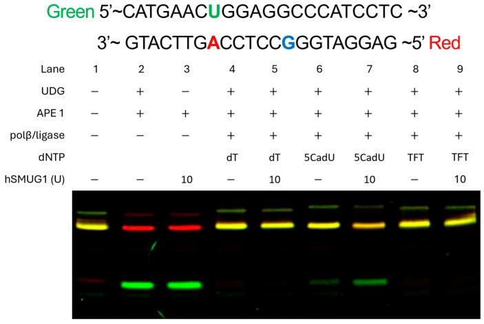 https://cdn.ncbi.nlm.nih.gov/pmc/blobs/4e91/12348197/b4737540df21/molecules-30-03239-g006.jpg