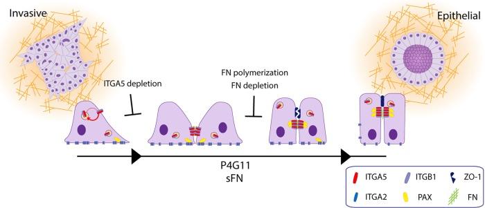 https://cdn.ncbi.nlm.nih.gov/pmc/blobs/4e91/5426844/0f5fe31a5bd4/1288fig9.jpg