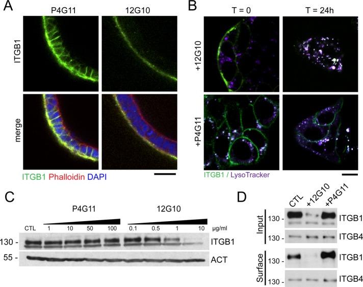 https://cdn.ncbi.nlm.nih.gov/pmc/blobs/4e91/5426844/7554b4e0ab7d/1288fig3.jpg
