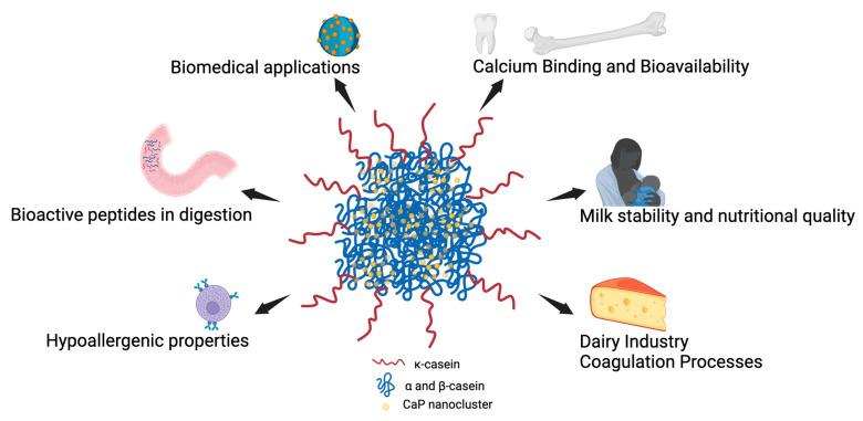 https://cdn.ncbi.nlm.nih.gov/pmc/blobs/4e93/12292773/dd74ee9da8b0/biomolecules-15-01031-g002.jpg