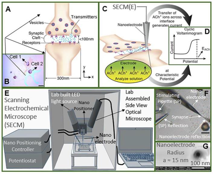 https://cdn.ncbi.nlm.nih.gov/pmc/blobs/4e93/7831278/0cb89b1d71db/fchem-08-591311-g0007.jpg