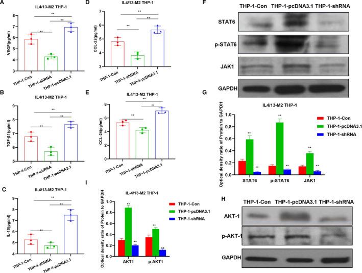 https://cdn.ncbi.nlm.nih.gov/pmc/blobs/4e94/8093957/951188153baa/JCMM-25-4235-g003.jpg