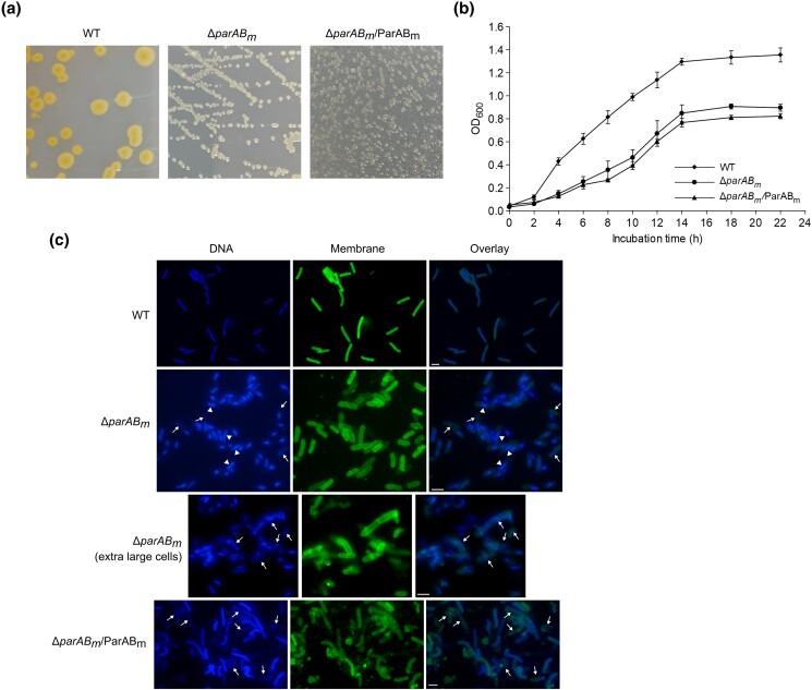 https://cdn.ncbi.nlm.nih.gov/pmc/blobs/4e95/10085754/f708095dfebe/jkad038f2.jpg