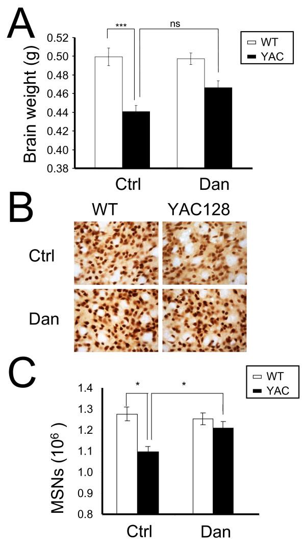 https://cdn.ncbi.nlm.nih.gov/pmc/blobs/4e95/3235068/6b6031e914f8/1750-1326-6-81-5.jpg