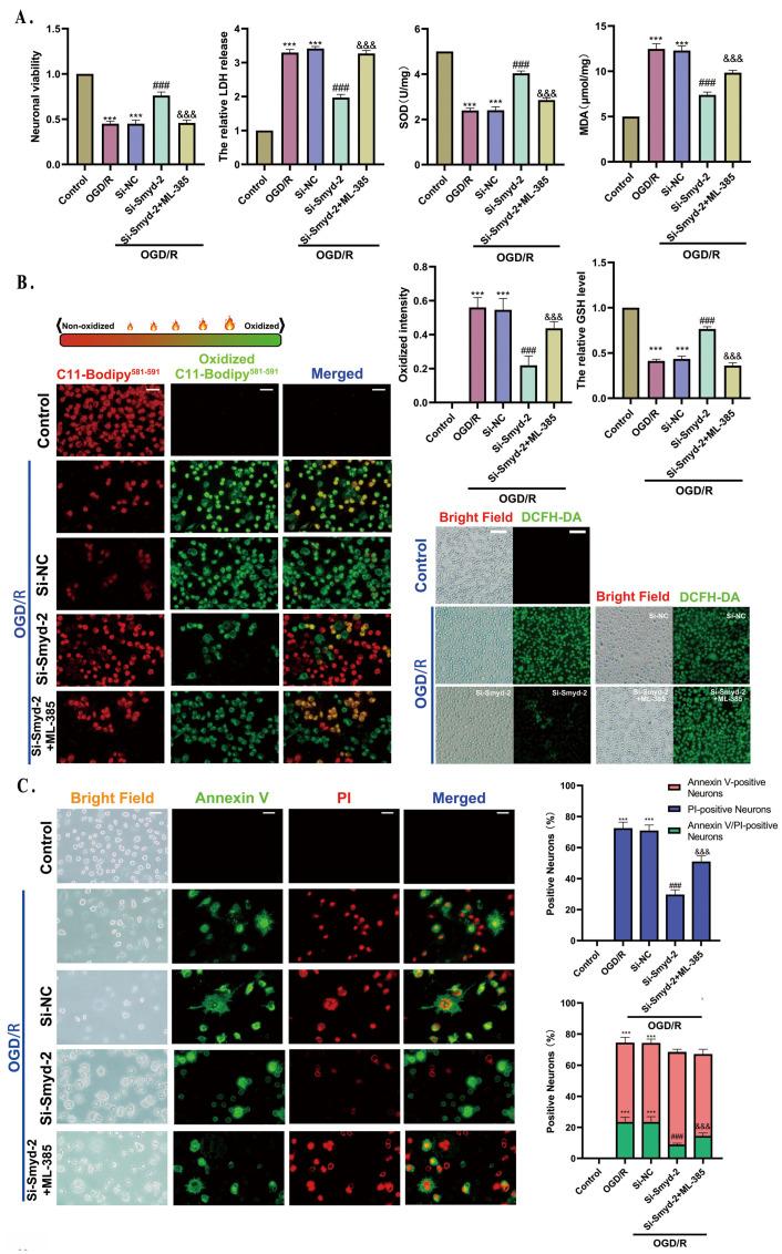 https://cdn.ncbi.nlm.nih.gov/pmc/blobs/4e99/11639856/296abbb196b0/cells-13-01969-g007a.jpg