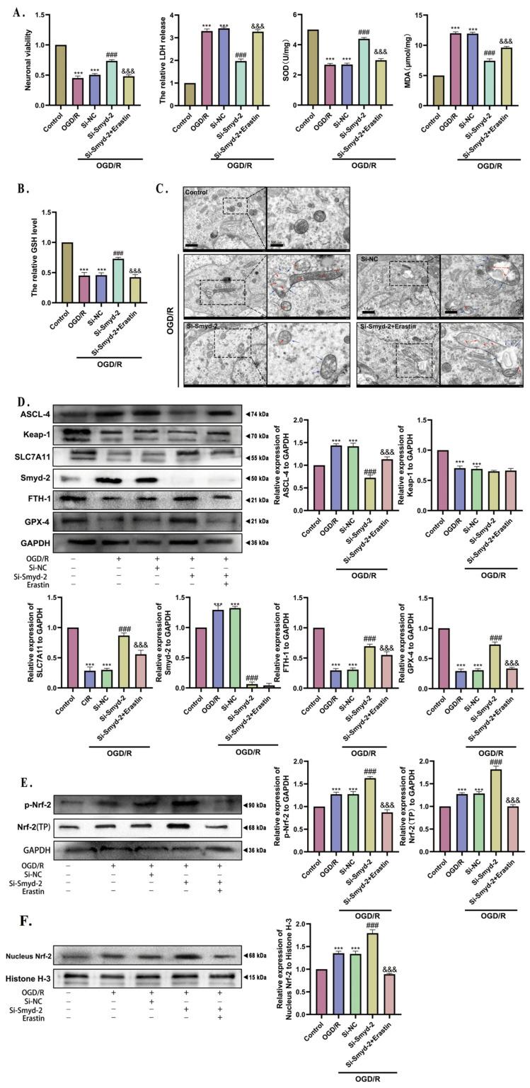 https://cdn.ncbi.nlm.nih.gov/pmc/blobs/4e99/11639856/a430ecc17d6a/cells-13-01969-g006.jpg