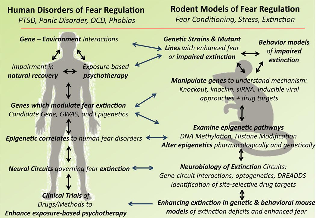 https://cdn.ncbi.nlm.nih.gov/pmc/blobs/4e9a/4380664/de299c97d0e9/nihms670509f10.jpg