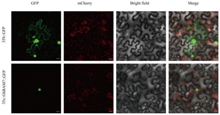 https://cdn.ncbi.nlm.nih.gov/pmc/blobs/4e9c/10671626/8ed8a7991863/genes-14-02077-g009.jpg