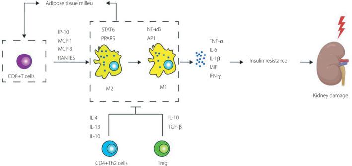 https://cdn.ncbi.nlm.nih.gov/pmc/blobs/4e9d/8847140/f5b05af34bce/JDI-13-213-g001.jpg