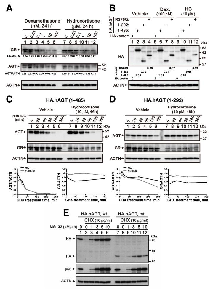 https://cdn.ncbi.nlm.nih.gov/pmc/blobs/4e9f/8065467/12cf1abc5cc0/cells-10-00782-g004.jpg