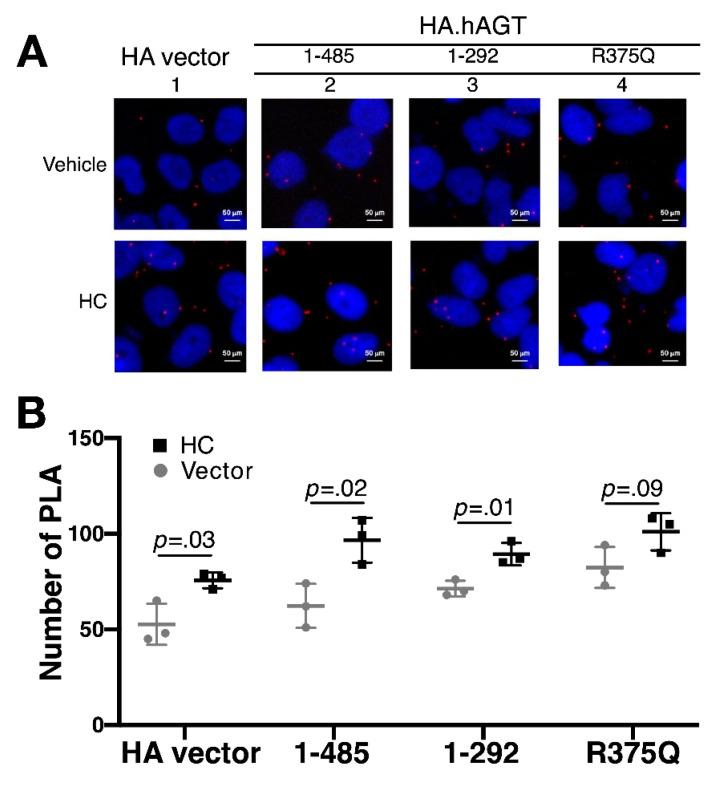 https://cdn.ncbi.nlm.nih.gov/pmc/blobs/4e9f/8065467/8a9be7f7c0e9/cells-10-00782-g005.jpg