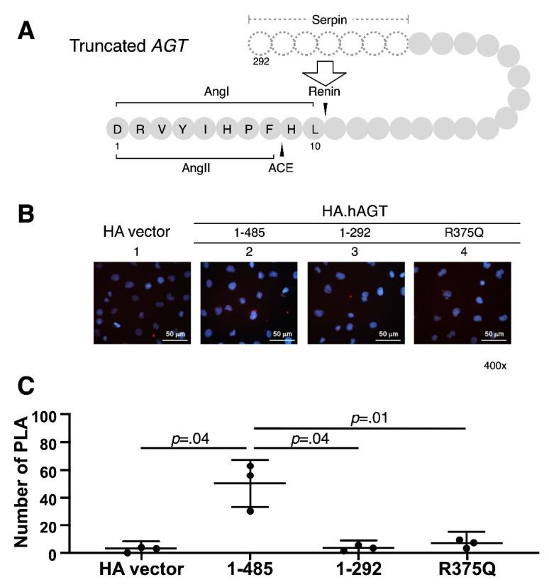 https://cdn.ncbi.nlm.nih.gov/pmc/blobs/4e9f/8065467/e133d523951e/cells-10-00782-g003.jpg