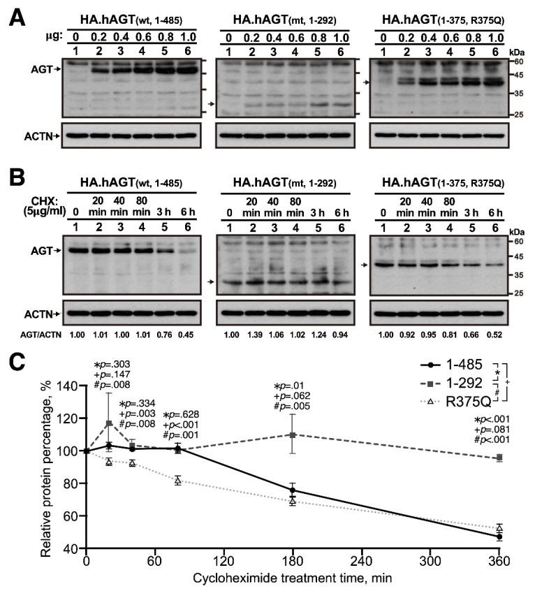 https://cdn.ncbi.nlm.nih.gov/pmc/blobs/4e9f/8065467/f36c509d209a/cells-10-00782-g002.jpg
