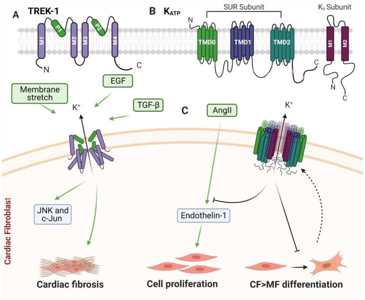 https://cdn.ncbi.nlm.nih.gov/pmc/blobs/4ea0/8145896/0ef94f42ca20/cells-10-00990-g006.jpg