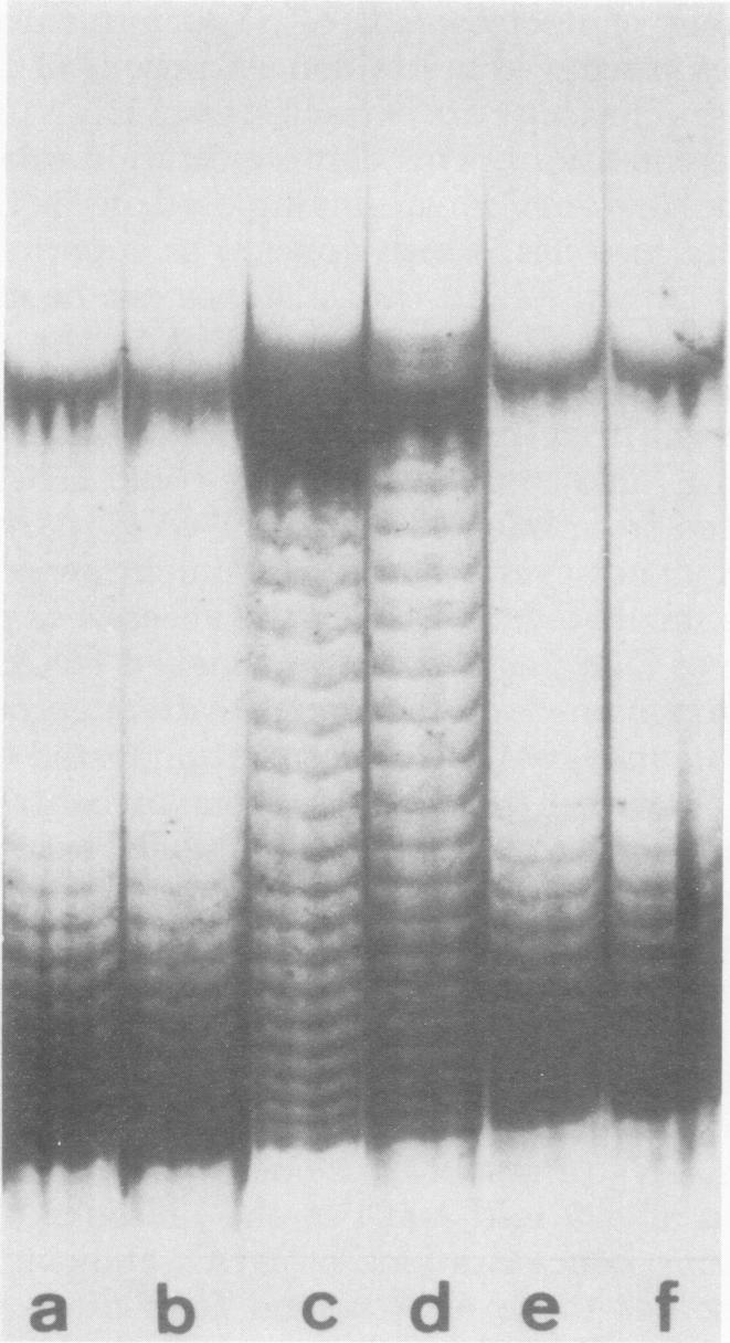 https://cdn.ncbi.nlm.nih.gov/pmc/blobs/4ea1/525892/0cd00bb41abb/jvirol00198-0146-a.jpg