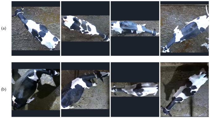https://cdn.ncbi.nlm.nih.gov/pmc/blobs/4ea2/11047326/8e0dca871afb/animals-14-01175-g002.jpg