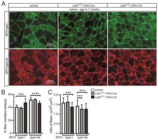 https://cdn.ncbi.nlm.nih.gov/pmc/blobs/4ead/9777411/bfe7ef4c3074/cells-11-03968-g003.jpg