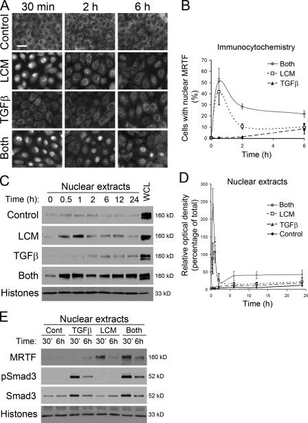 https://cdn.ncbi.nlm.nih.gov/pmc/blobs/4eb3/2819691/5969c2ade094/JCB_200906155_GS_Fig2.jpg