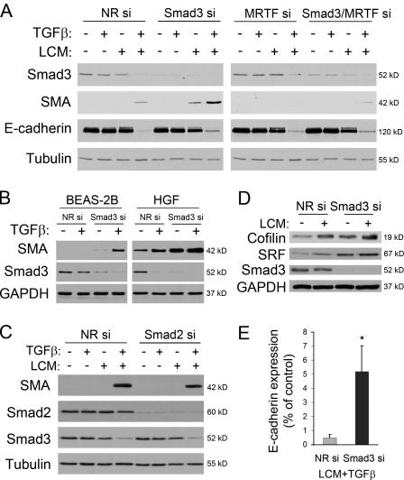 https://cdn.ncbi.nlm.nih.gov/pmc/blobs/4eb3/2819691/da5cf49fb296/JCB_200906155_GS_Fig6.jpg