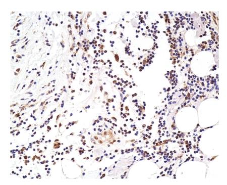 https://cdn.ncbi.nlm.nih.gov/pmc/blobs/4eb7/2801467/11f21040a1e9/JBB2009-919645.006.jpg