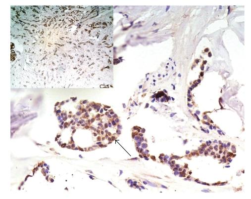 https://cdn.ncbi.nlm.nih.gov/pmc/blobs/4eb7/2801467/cfa6ba73841a/JBB2009-919645.005.jpg