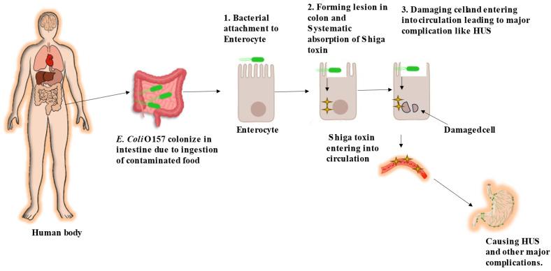 https://cdn.ncbi.nlm.nih.gov/pmc/blobs/4eb8/10812834/6ef2835c0547/antibiotics-13-00060-g001.jpg