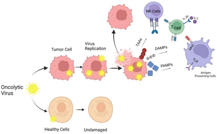 https://cdn.ncbi.nlm.nih.gov/pmc/blobs/4eba/11187943/ec3b0dddb3a5/PRP2-12-e1168-g001.jpg