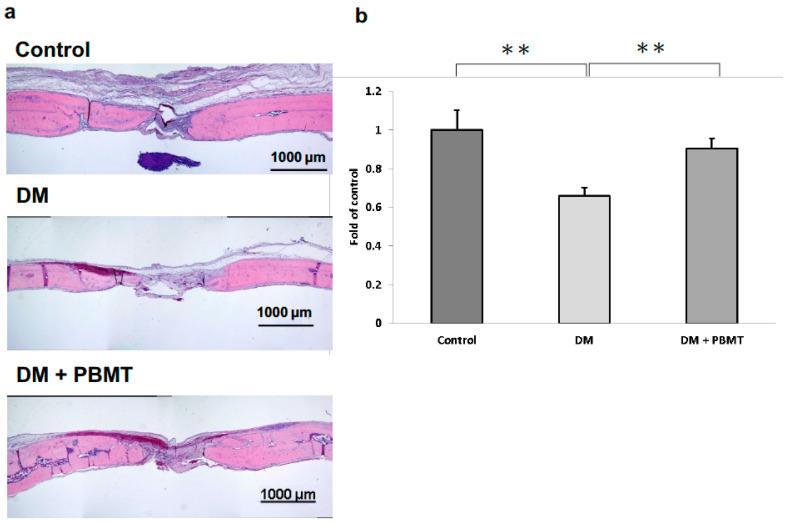 https://cdn.ncbi.nlm.nih.gov/pmc/blobs/4eba/8541159/03eaf5301a4e/ijms-22-11026-g003.jpg