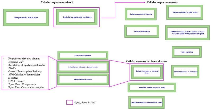 https://cdn.ncbi.nlm.nih.gov/pmc/blobs/4ebe/11674716/8e2bbcdd78a9/biomolecules-14-01607-g010.jpg
