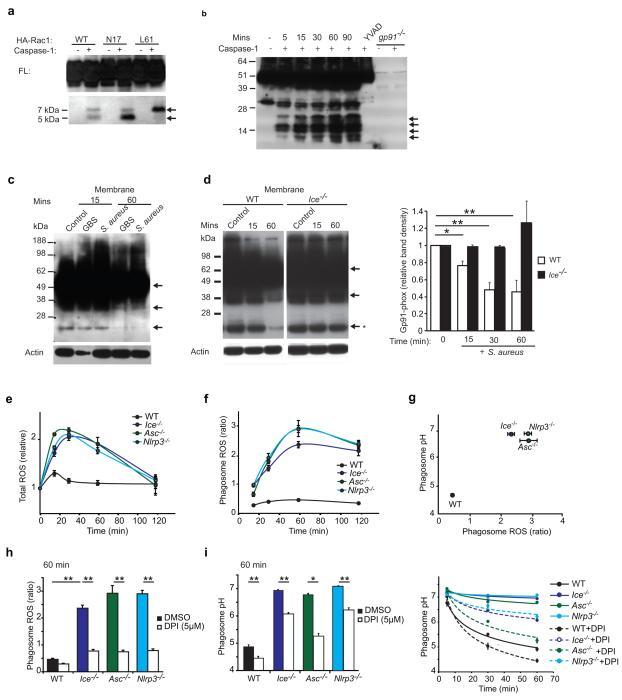 https://cdn.ncbi.nlm.nih.gov/pmc/blobs/4ebe/3708594/a121df8e3373/nihms-461789-f0005.jpg