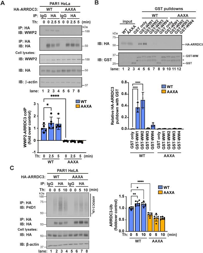 https://cdn.ncbi.nlm.nih.gov/pmc/blobs/4ec2/10398895/0d62a922abae/mbc-34-ar93-g003.jpg