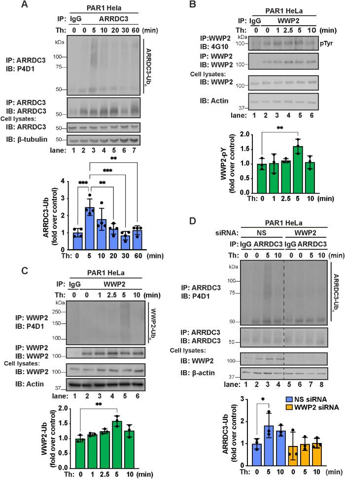 https://cdn.ncbi.nlm.nih.gov/pmc/blobs/4ec2/10398895/0e9d25994d8d/mbc-34-ar93-g001.jpg
