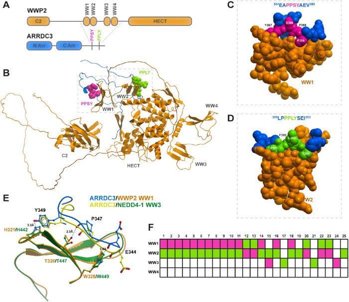 https://cdn.ncbi.nlm.nih.gov/pmc/blobs/4ec2/10398895/28ede23931b9/mbc-34-ar93-g002.jpg