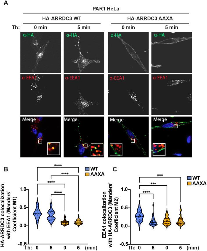 https://cdn.ncbi.nlm.nih.gov/pmc/blobs/4ec2/10398895/d5bcd09032f5/mbc-34-ar93-g007.jpg