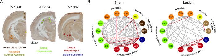 https://cdn.ncbi.nlm.nih.gov/pmc/blobs/4ec2/12185103/02fe09519b04/elife-104475-fig2.jpg