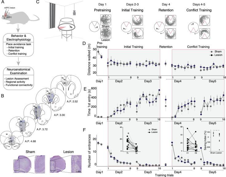 https://cdn.ncbi.nlm.nih.gov/pmc/blobs/4ec2/12185103/188affe73b03/elife-104475-fig1.jpg