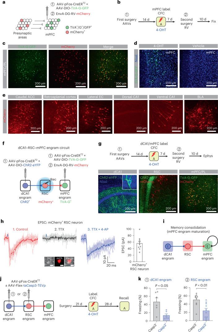 https://cdn.ncbi.nlm.nih.gov/pmc/blobs/4ec3/9905017/5ab4b2e48bbf/41593_2022_1223_Fig6_HTML.jpg