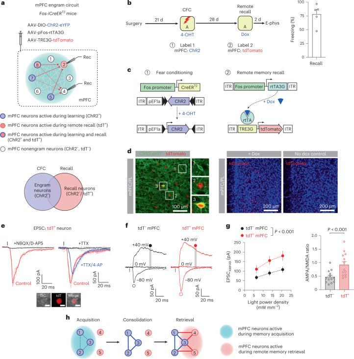 https://cdn.ncbi.nlm.nih.gov/pmc/blobs/4ec3/9905017/eb9b5bab96cf/41593_2022_1223_Fig8_HTML.jpg
