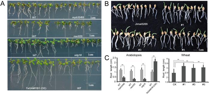 https://cdn.ncbi.nlm.nih.gov/pmc/blobs/4ec5/4759826/51798772e82d/srep21476-f4.jpg