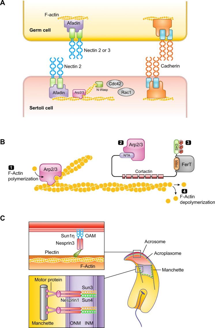 https://cdn.ncbi.nlm.nih.gov/pmc/blobs/4ec6/8812575/b6b58dddad15/physrev.00009.2020_f008.jpg