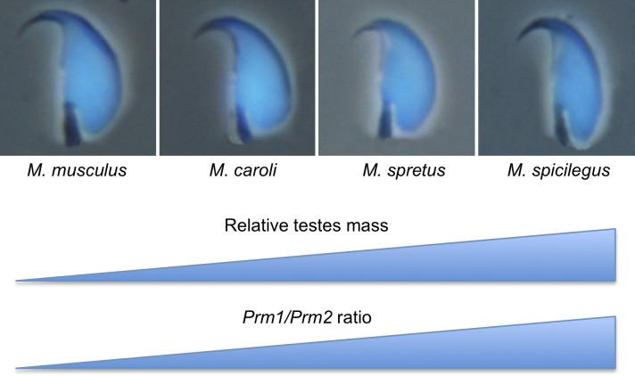 https://cdn.ncbi.nlm.nih.gov/pmc/blobs/4ec6/8812575/d2f7ea32b86e/physrev.00009.2020_f009.jpg