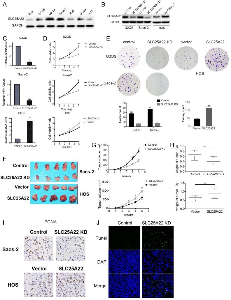 https://cdn.ncbi.nlm.nih.gov/pmc/blobs/4ec8/6259056/6e4f01d49971/10.1177_1533033818811143-fig2.jpg