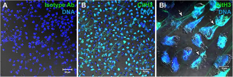 https://cdn.ncbi.nlm.nih.gov/pmc/blobs/4ecd/11324581/7673b6b0aef3/falgy-05-1448007-g002.jpg
