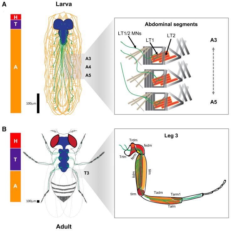 https://cdn.ncbi.nlm.nih.gov/pmc/blobs/4ece/6710004/aebb00068fd9/gr7.jpg