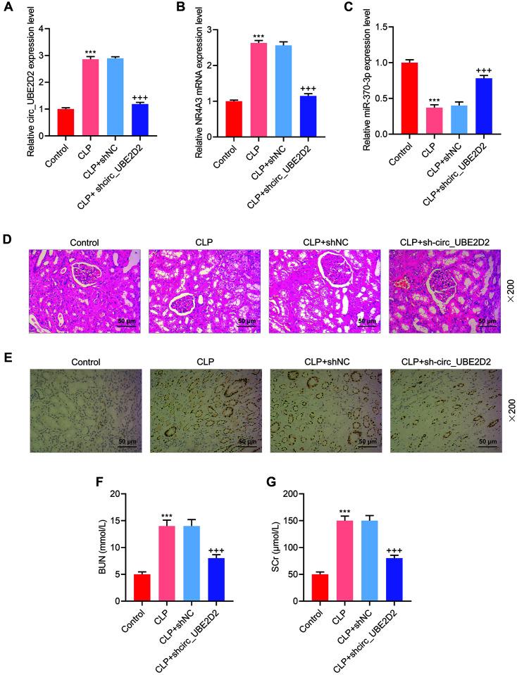 https://cdn.ncbi.nlm.nih.gov/pmc/blobs/4ece/9628902/35ae173d0227/jmb-32-6-740-f4.jpg
