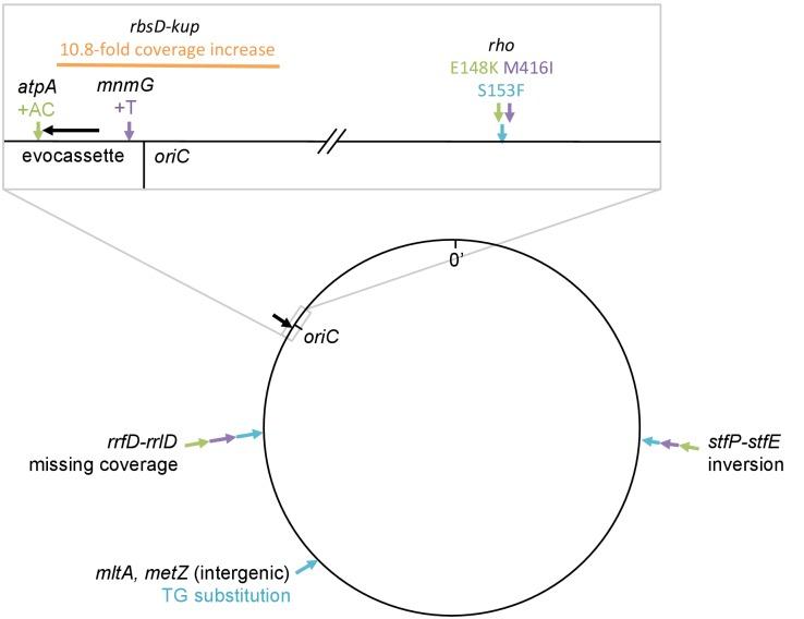https://cdn.ncbi.nlm.nih.gov/pmc/blobs/4ecf/5526668/3f9d01fc63ca/elife-25100-fig3-figsupp4.jpg