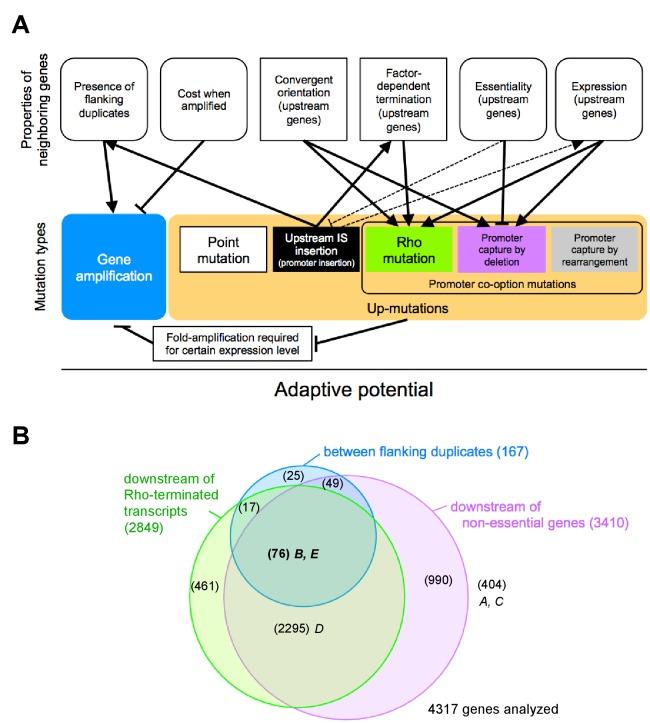 https://cdn.ncbi.nlm.nih.gov/pmc/blobs/4ecf/5526668/812d37229548/elife-25100-fig7.jpg