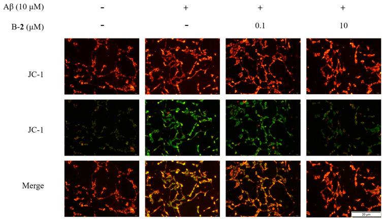 https://cdn.ncbi.nlm.nih.gov/pmc/blobs/4ecf/9866346/19003554fbed/ijms-24-00905-g006.jpg